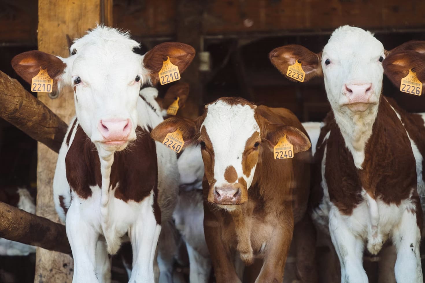 Cow share (Slaughter house)