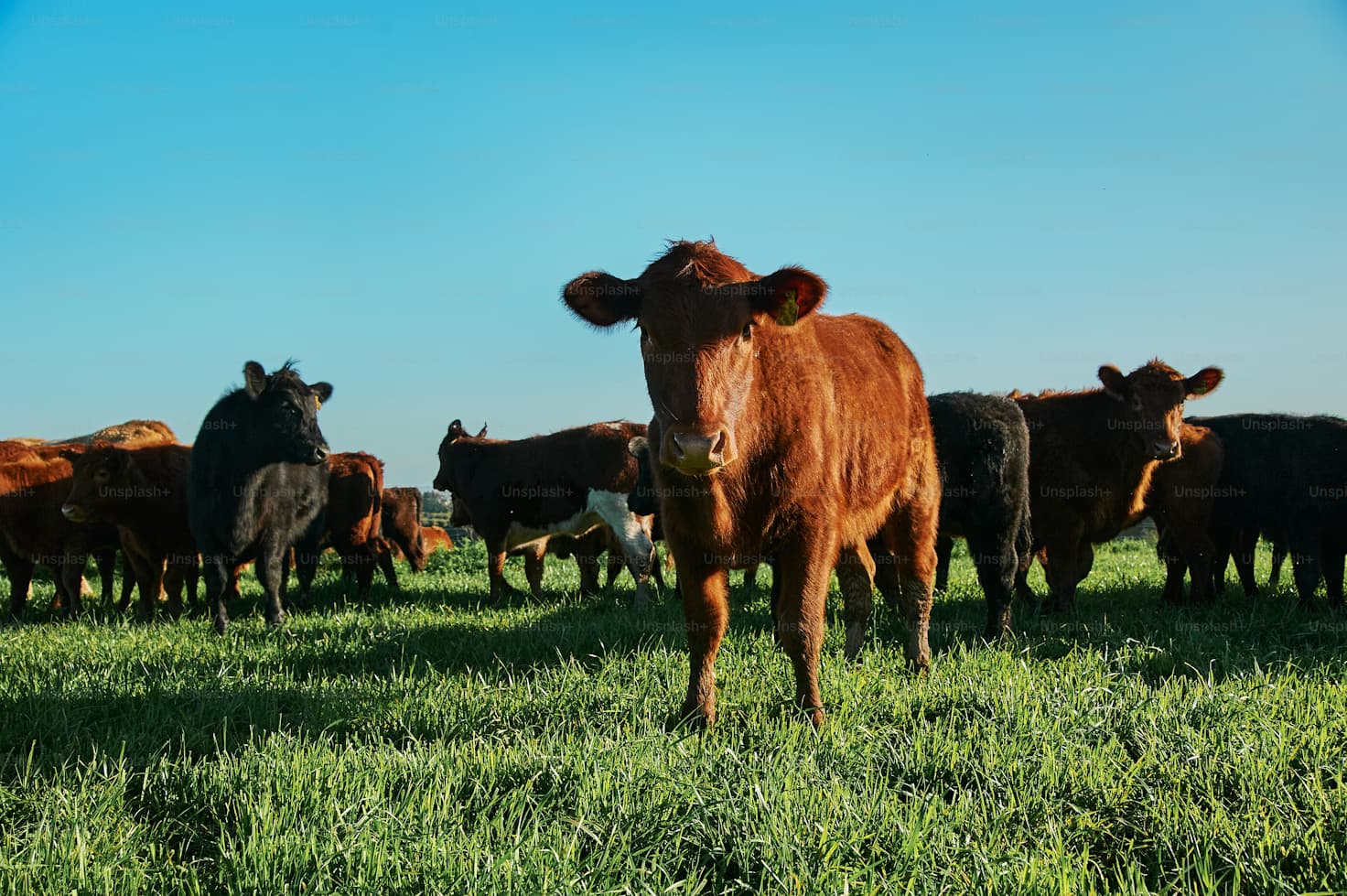 Whole cow